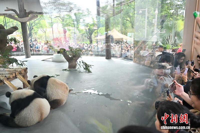 Гуанчжоу хайуанаттар бағында жаңа панда павильоны ашылды