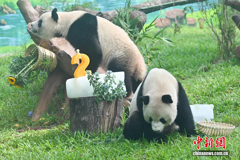 Гуанчжоу хайуанаттар бағында жаңа панда павильоны ашылды