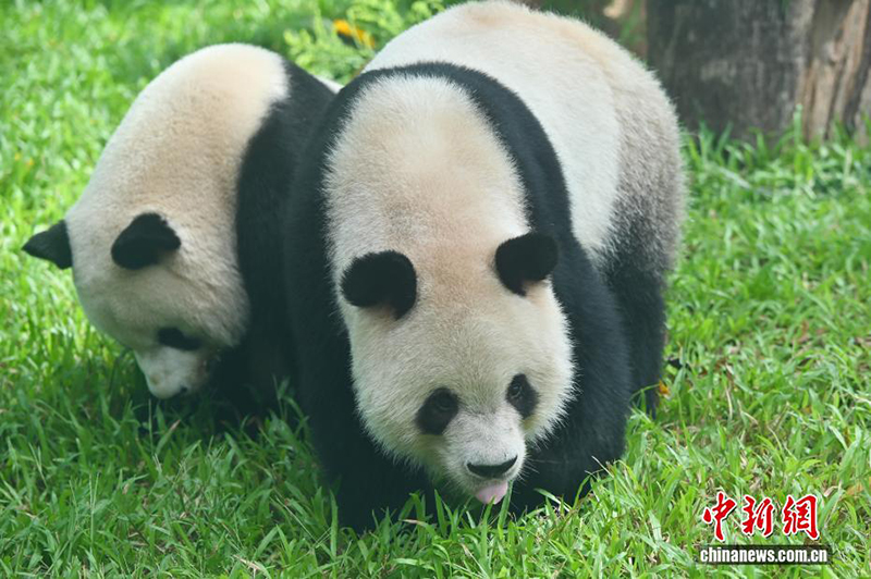 Гуанчжоу хайуанаттар бағында жаңа панда павильоны ашылды