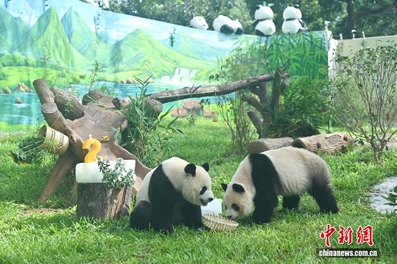 Гуанчжоу хайуанаттар бағында жаңа панда павильоны ашылды