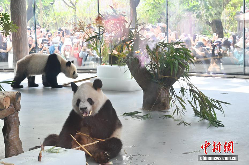 Гуанчжоу хайуанаттар бағында жаңа панда павильоны ашылды