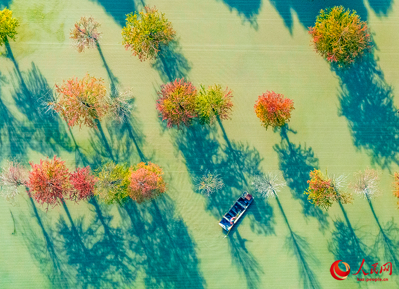 Цзянсу өлкесінің Сыхун ауданындағы орманды көл сызған суреттен аумайды