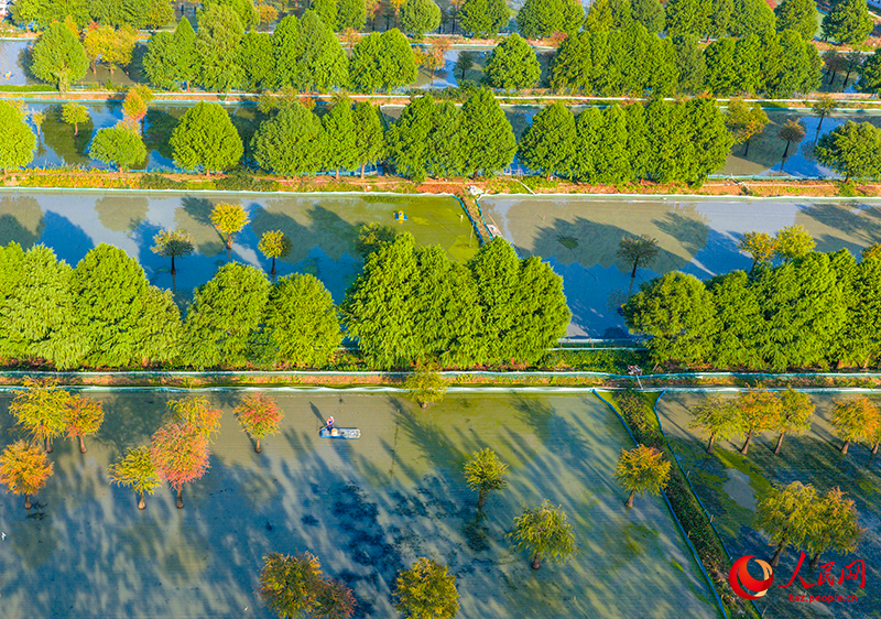 Цзянсу өлкесінің Сыхун ауданындағы орманды көл сызған суреттен аумайды