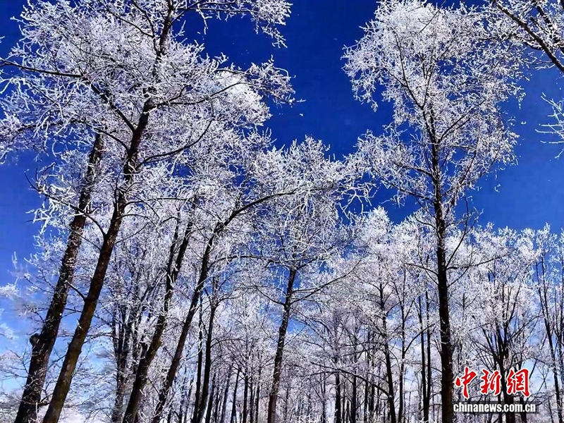 Цилянь тауының Цинхай аймағында қар жауды