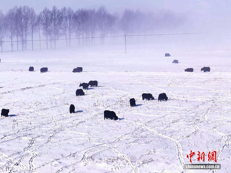 Цилянь тауының Цинхай аймағында қар жауды