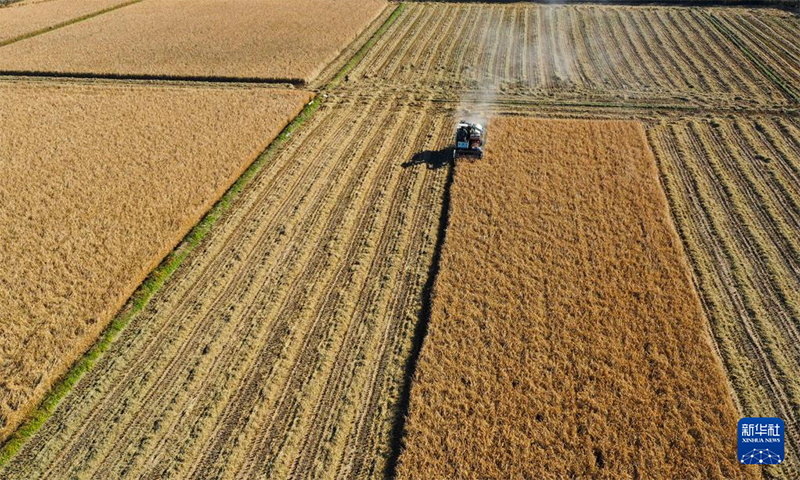 Күзгі мол өнімнің көрінісі