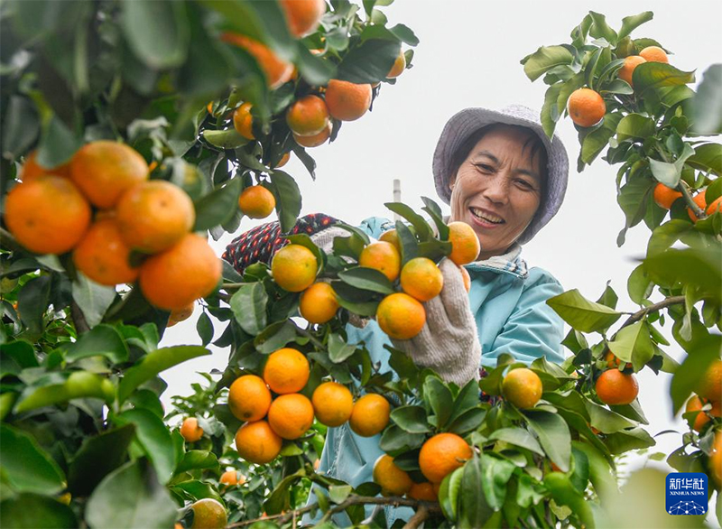 Күзгі мол өнімнің көрінісі