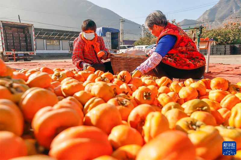 Күзгі мол өнімнің көрінісі