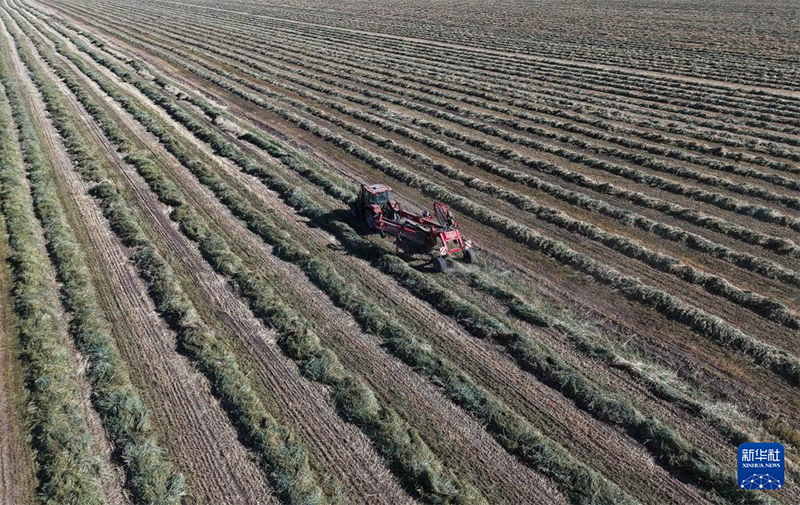 Күзгі мол өнімнің көрінісі