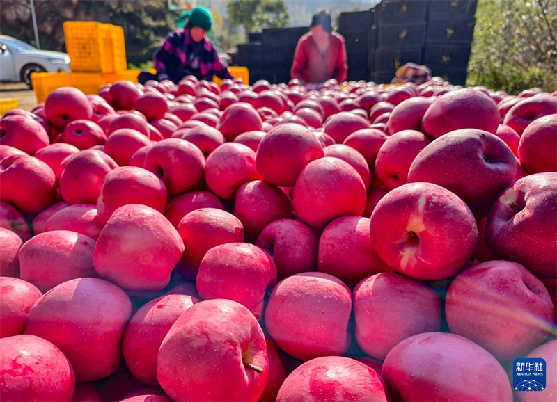 Күзгі мол өнімнің көрінісі