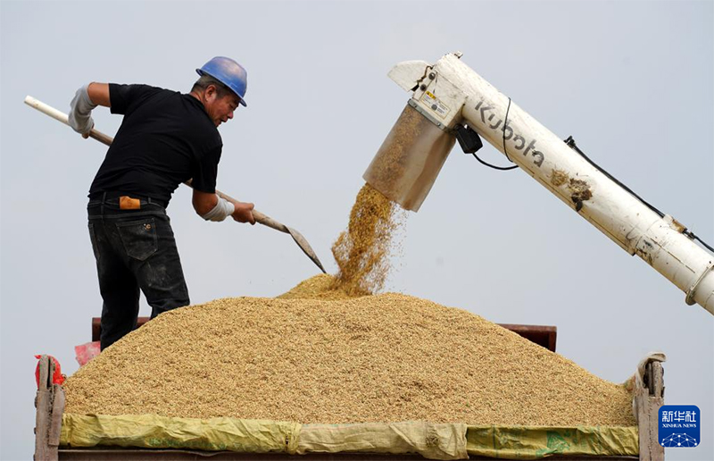 Күзгі мол өнімнің көрінісі