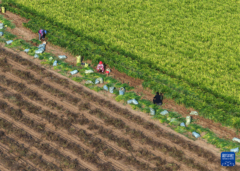 Күзгі мол өнімнің көрінісі