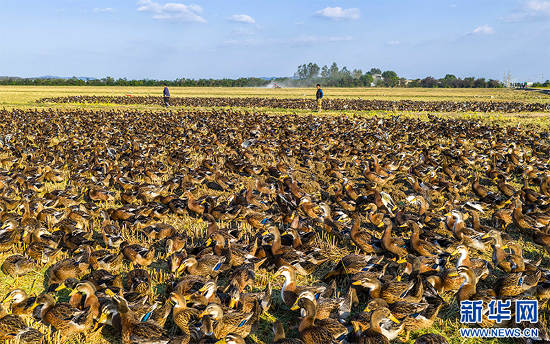 Луцзян, Аньхой: Күріш пен үйректі бірге өсіріп, екі есе табыс табу