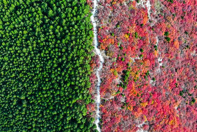 Шаньдун өлкесінің Цзинань өңірінде бір тау қос түске боялды