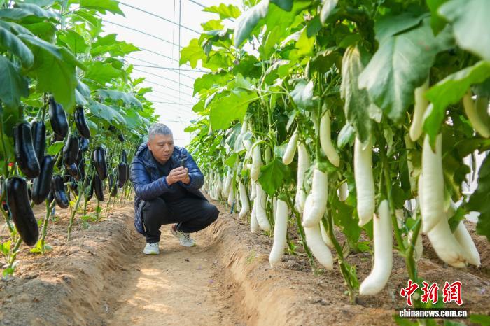 Чжэнчжоу тұқым өнеркәсібі көрмесінде 6000-нан астам жаңа және тамаша сорттар көрсетілді