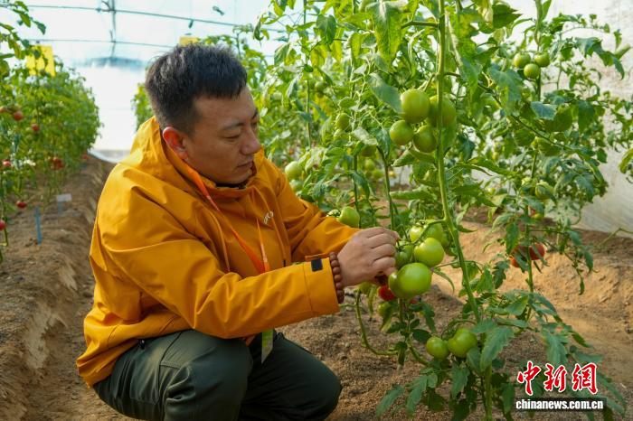 Чжэнчжоу тұқым өнеркәсібі көрмесінде 6000-нан астам жаңа және тамаша сорттар көрсетілді