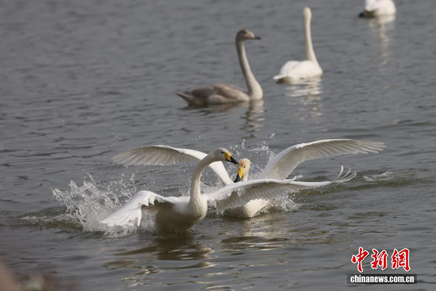 Саньмэнься, Хэнань: Сары өзеннің сазды алқабындағы аққу биі