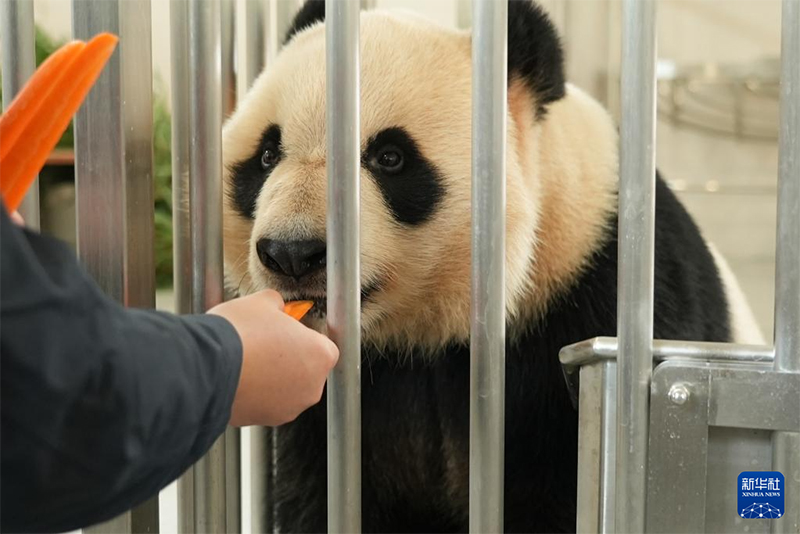 Қытайда тағы бір панда базасы іске қосылды