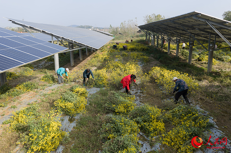 Хубэй өлкесінің Цзаоян қаласындағы фотоэлектрлік тақта астында еккен жабайы күреңкейлер жайқалды