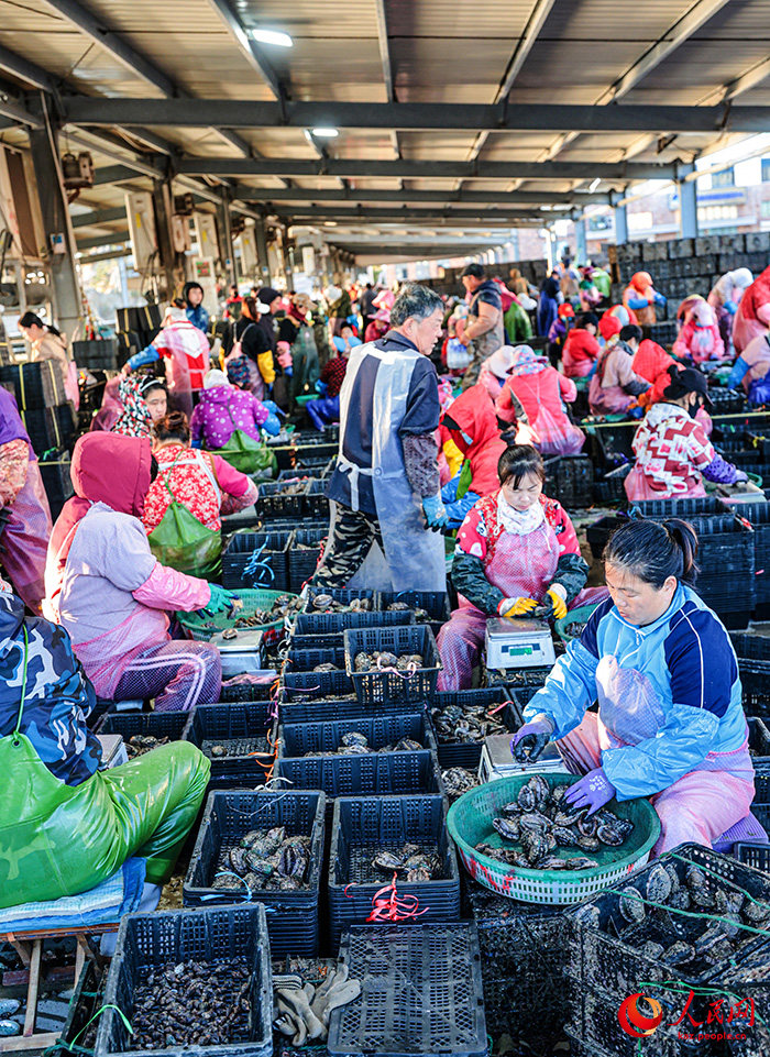 Шаньдун Жунчэн қаласында 12 миллион абалон балығы оңтүстіктегі «қыстауға» бет алды