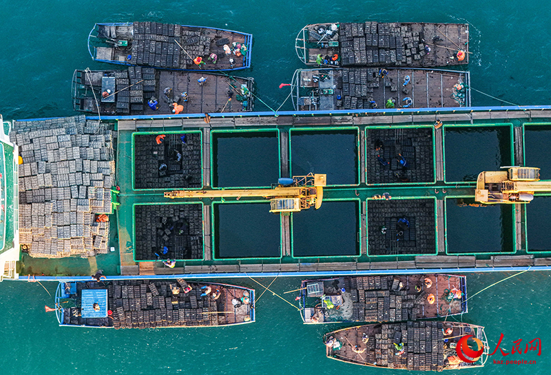 Шаньдун Жунчэн қаласында 12 миллион абалон балығы оңтүстіктегі «қыстауға» бет алды