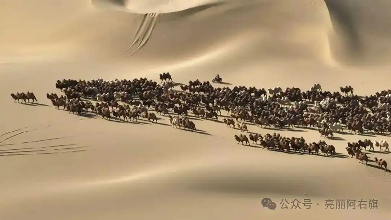 Алашаньдағы түйелер қыстауға айдалды