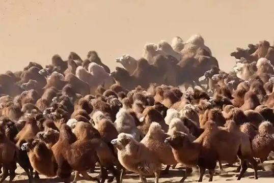 Алашаньдағы түйелер қыстауға айдалды