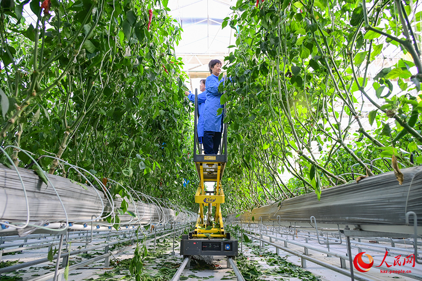 Санжы, Шыңжаң: Ақылды ауыл шаруашылығы дамуға ықпал етеді