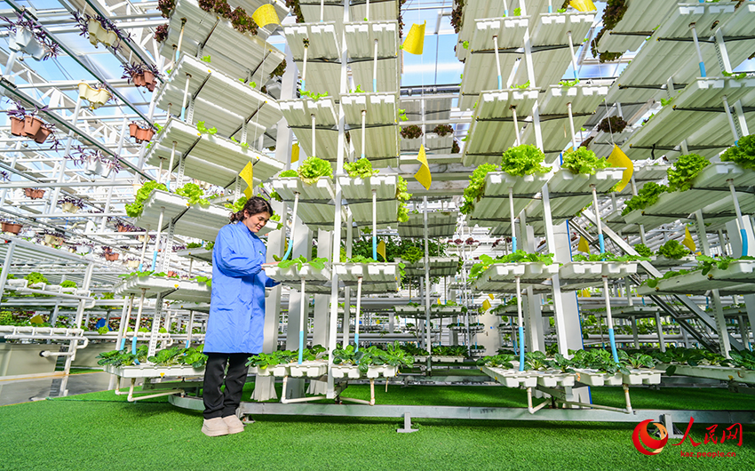 Санжы, Шыңжаң: Ақылды ауыл шаруашылығы дамуға ықпал етеді