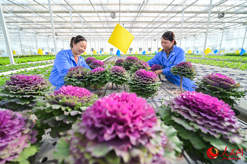 Санжы, Шыңжаң: Ақылды ауыл шаруашылығы дамуға ықпал етеді