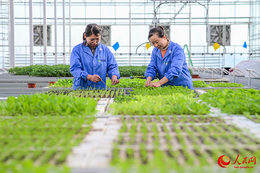 Санжы, Шыңжаң: Ақылды ауыл шаруашылығы дамуға ықпал етеді