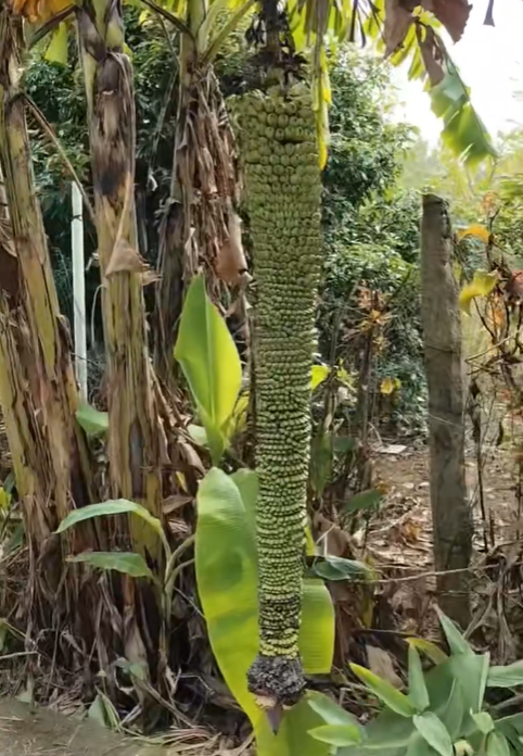 Хайнань қаласында өсетін мың саусақты банан