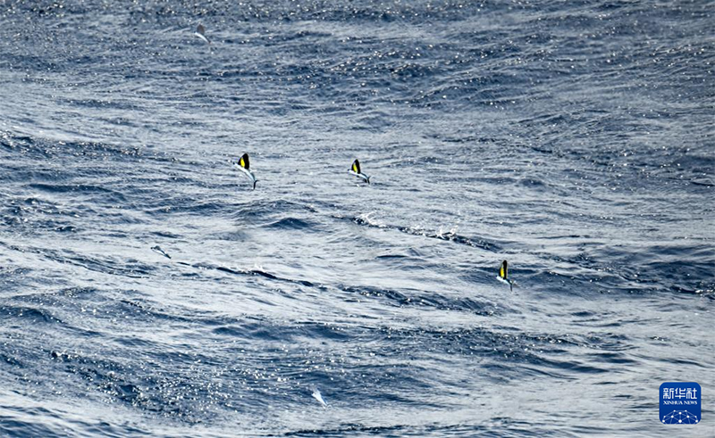 Оңтүстік Қытай теңізінің көркі көз тартады