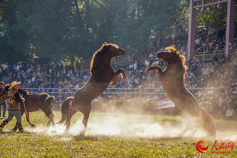 Гуансидің Жуншуй қаласында «Жылқы патшасы» байқауы өтті