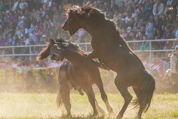Гуансидің Жуншуй қаласында «Жылқы патшасы» байқауы өтті