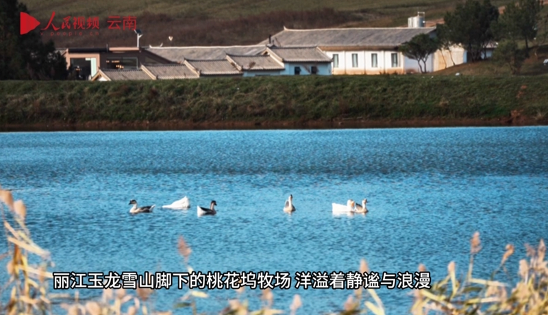 Юньнань Лицзян жайылымдары бейне жерұйық секілді