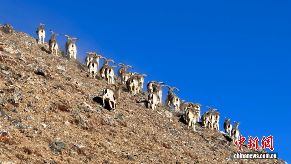 Цинхай өлкесі Дэлинха қаласындағы Аршалы тауында жүздеген тау текелері жайылып жүр