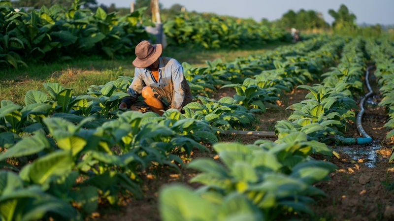 Қытай алғаш рет Бразилияның ең ірі тыңайтқыш жеткізуші еліне айналды