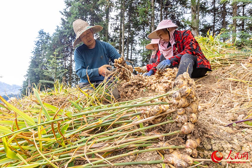 Мэншань, Гуанси: Дронмен зімбір жинау қызу жүріп жатыр
