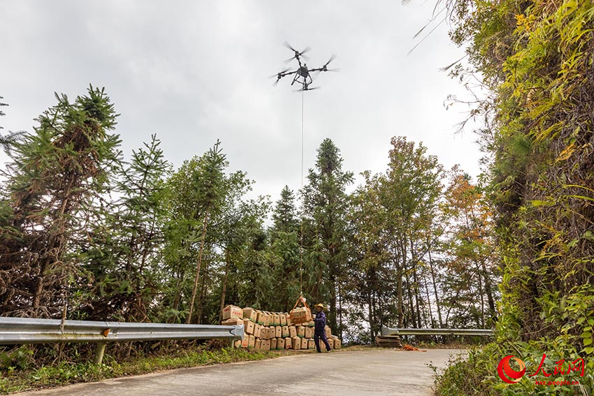 Мэншань, Гуанси: Дронмен зімбір жинау қызу жүріп жатыр