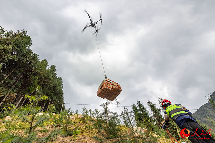 Мэншань, Гуанси: Дронмен зімбір жинау қызу жүріп жатыр