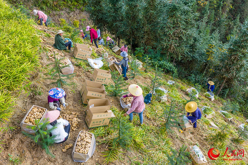 Мэншань, Гуанси: Дронмен зімбір жинау қызу жүріп жатыр