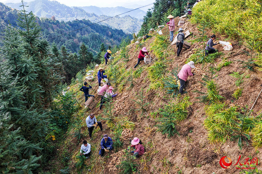Мэншань, Гуанси: Дронмен зімбір жинау қызу жүріп жатыр