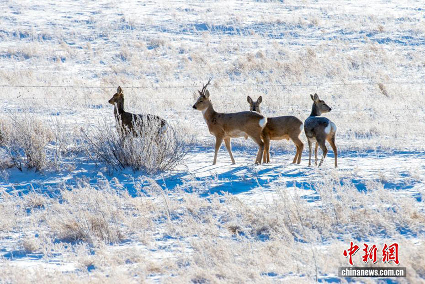 Силиньгол: қарлы алқаптағы тіршілік тынысы