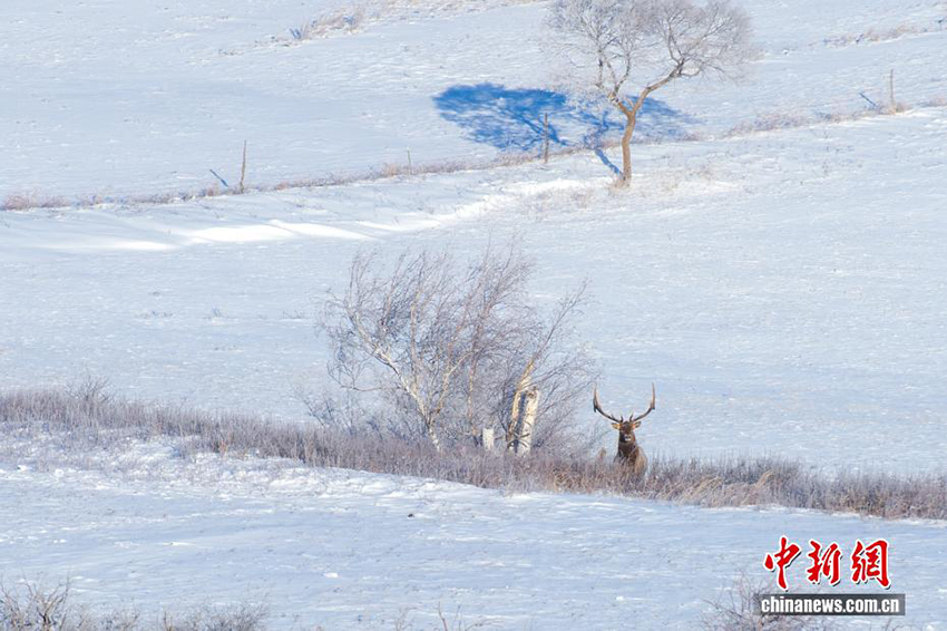 Силиньгол: қарлы алқаптағы тіршілік тынысы
