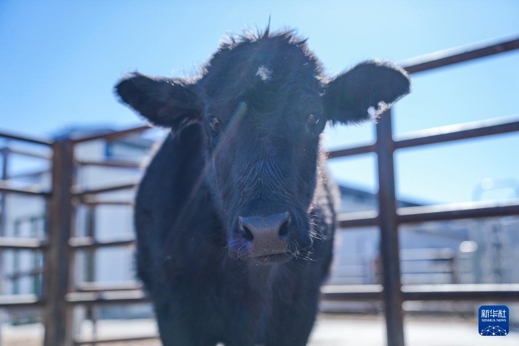 Цинхай-Сицзан үстіртінде жойылып кету қаупі төнген сиыр түлігінің алғашқы клондалған бұзауы өсіп келеді