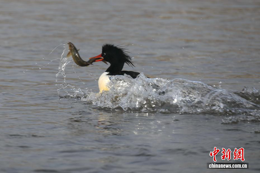 «Құстар пандасы» қытайлық Цюша үйрегі Хэнаньның Луши өңірінде пайда болды