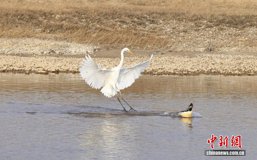 «Құстар пандасы» қытайлық Цюша үйрегі Хэнаньның Луши өңірінде пайда болды