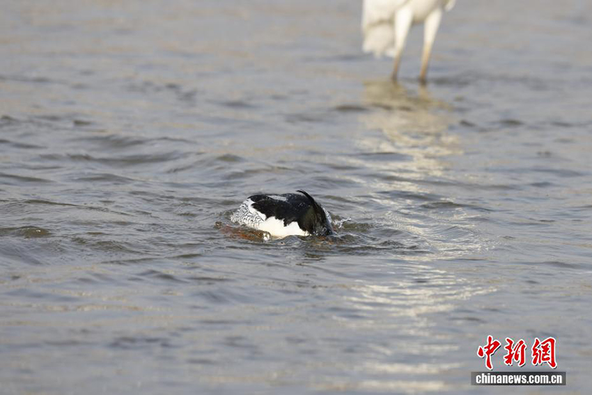 «Құстар пандасы» қытайлық Цюша үйрегі Хэнаньның Луши өңірінде пайда болды