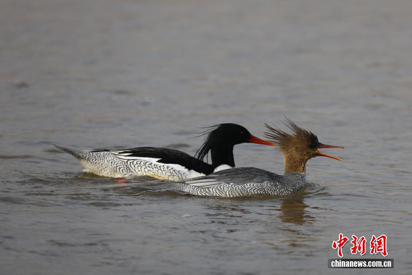 «Құстар пандасы» қытайлық Цюша үйрегі Хэнаньның Луши өңірінде пайда болды